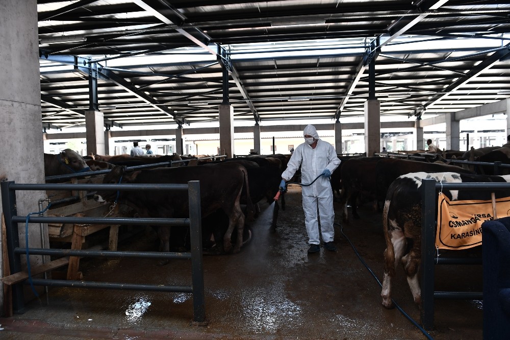 Kurban satış yerleri sineklere karşı ilaçlandı