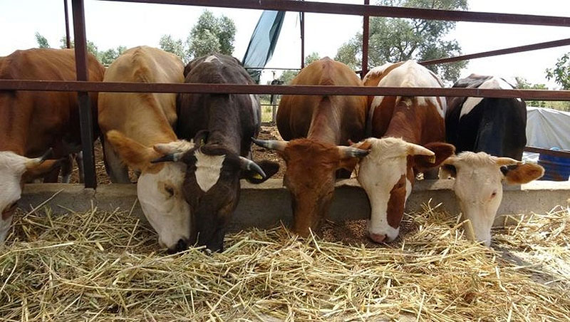 Kredi kartıyla veya taksitle kurban kesilir mi?