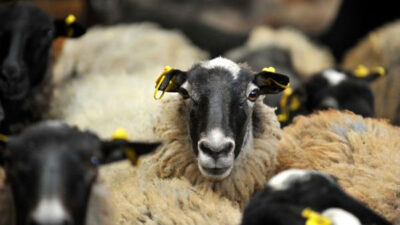 Bursa’da kurban fiyatı tepkisi!