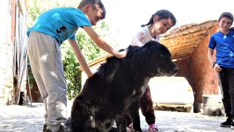 ‘Kurtlar parçalasın’ diye dağa atılan köpeklere köylüler sahip çıktı Bursa’da "kurtlar parçalasın" diye dağda ormana bırakılan onlarca köpeğe köylüler