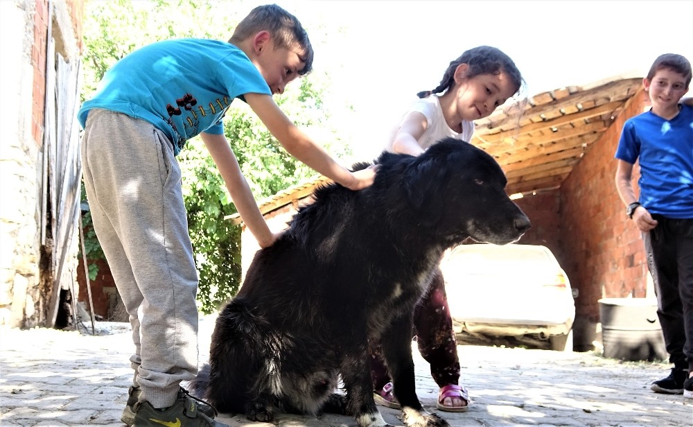 ‘Kurtlar parçalasın’ diye dağa atılan köpeklere köylüler sahip çıktı ‘Kurtlar parçalasın’ diye dağa atılan köpeklere köylüler sahip çıktı