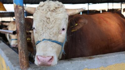 Nilüfer’de kurban kesim yerleri belirlendi