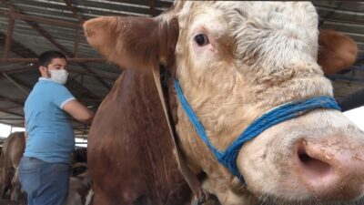 Bursa’da otomobil fiyatına 1 ton 250 kiloluk kurbanlık