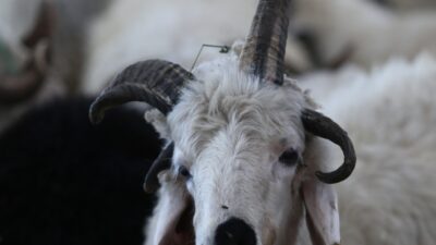 Bursa’da boynuzlu koç görenleri şaşkına çeviriyor