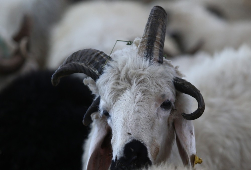 Bursa’da boynuzlu koç görenleri şaşkına çeviriyor