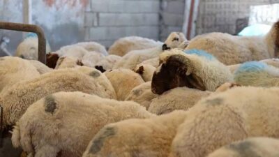 Vekaletle kurbanlık fiyatları ne kadar?