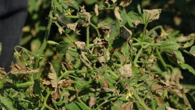 Ovadaki domatesler kurudu… Fiyatları tavan yapacak…