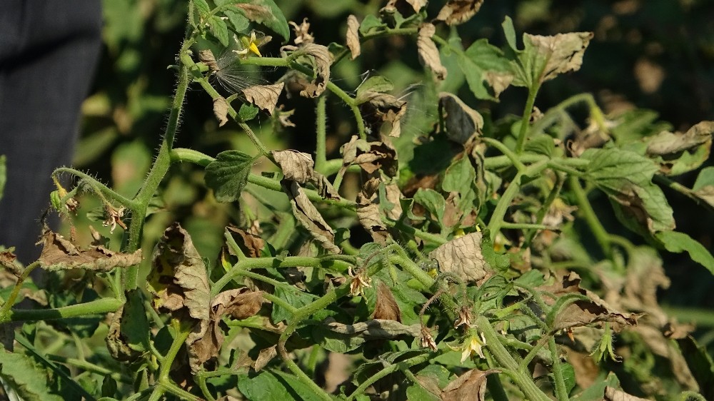 Ovadaki domatesler kurudu… Fiyatları tavan yapacak…