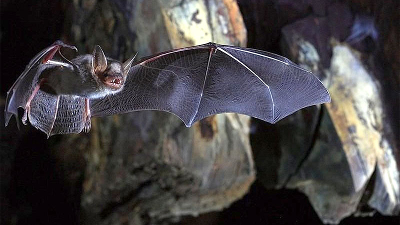 Koronavirüs yarasaları neden öldürmüyor? İşte bilimin yanıtı Koronavirüs yarasaları neden öldürmüyor? İşte bilimin yanıtı