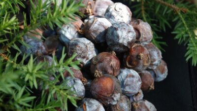 Karaciğeri tertemiz yapan mucize besin!