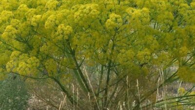 İkiz doğurtan, afrodizyak etkili!