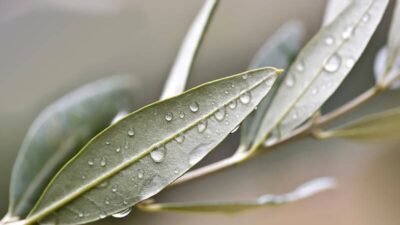 Virüs türlerine karşı etkili…