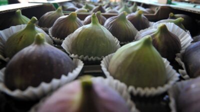 ‘Bursa siyahı’ incirin ihracat yolculuğu başladı