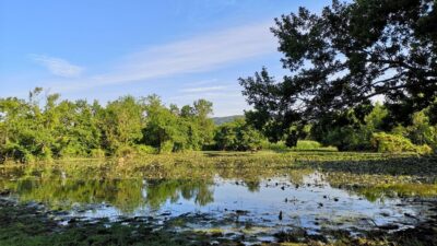 Denizle ormanın kucaklaştığı yer: Türkiye’nin en büyük subasar ormanı Karacabey Longozu…