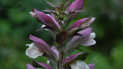 İsrail’lilerin Göz Diktiği Bitki Ayı Pençesinin Faydaları Nelerdir?