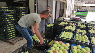 Rusya’ya da ihraç ediliyor! Bursa’da hasat başladı