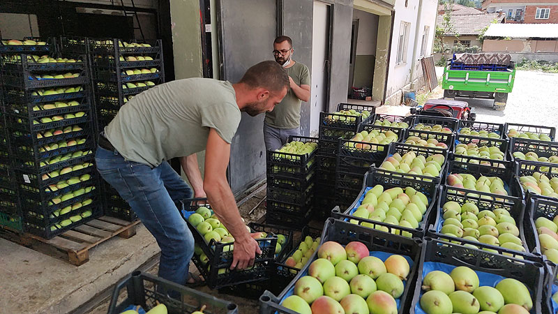 Rusya’ya da ihraç ediliyor! Bursa’da hasat başladı Rusya’ya da ihraç ediliyor! Bursa’da hasat başladı
