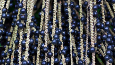 Kanser hücrelerini öldüren en etkili besin ortaya çıktı!