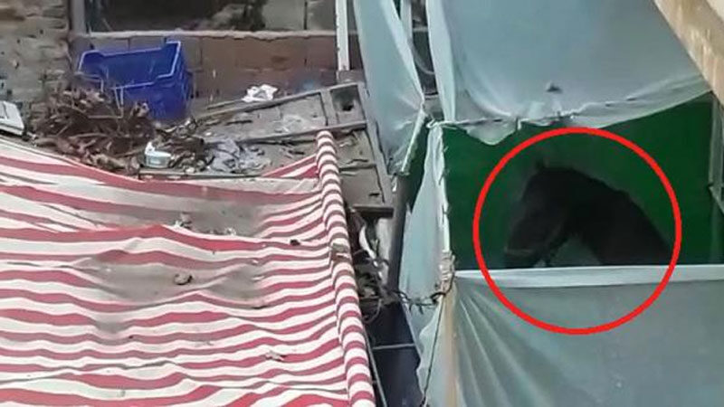 Bursa’nın Gemlik ilçesinde, apartmanın 1'inci kat balkonunda bakımı yapılan atı