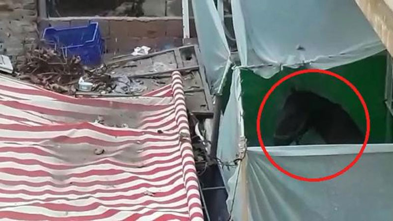 Yer: Bursa… Görenler şaşkına döndü