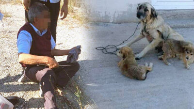 İğrenç olay! Yaşlı adam köpeğe tecavüz ederken yakalandı