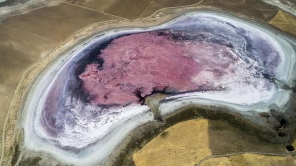 Göl kuruyunca pembeye büründü