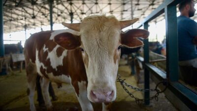 Elde kalan kurbanlıklar ne olacak? Bakan açıkladı…