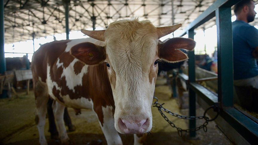 Elde kalan kurbanlıklar ne olacak? Bakan açıkladı…