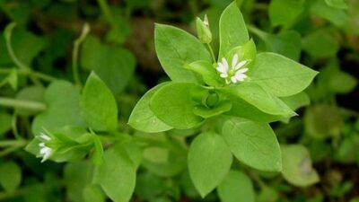 Bu faydasını duyunca çok şaşıracaksınız!
