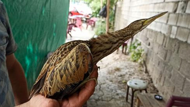 Bursa’da bulundu! Nesli tükenme tehlikesi altında BURSA'nın Mustafakemalpaşa ilçesinde Ramazan Loyan tarafından bulunan ve nesli tükenmekte