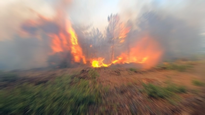 Balıkesir’de orman yangını