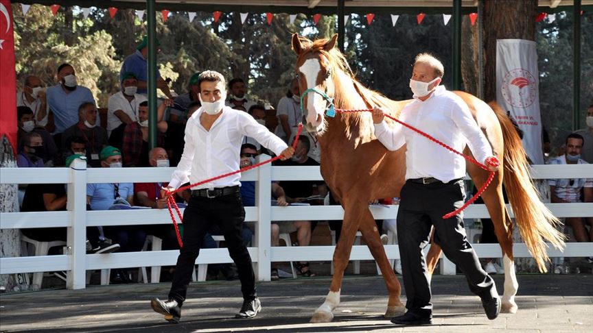 Safkan Arap taylarının satışından 6,6 milyon liralık gelir Safkan Arap taylarının satışından 6,6 milyon liralık gelir