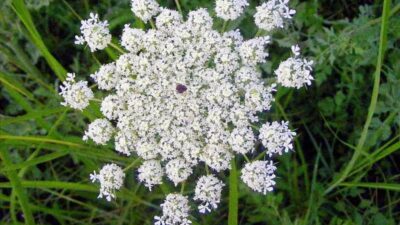 Bu Bitkiyi Gören Asla Dokunmasın!