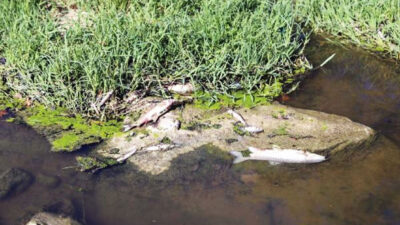 Tedirgin eden görüntü! Yüzlercesi kıyıya vurdu