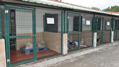 Sokak hayvanları sahipsiz değil