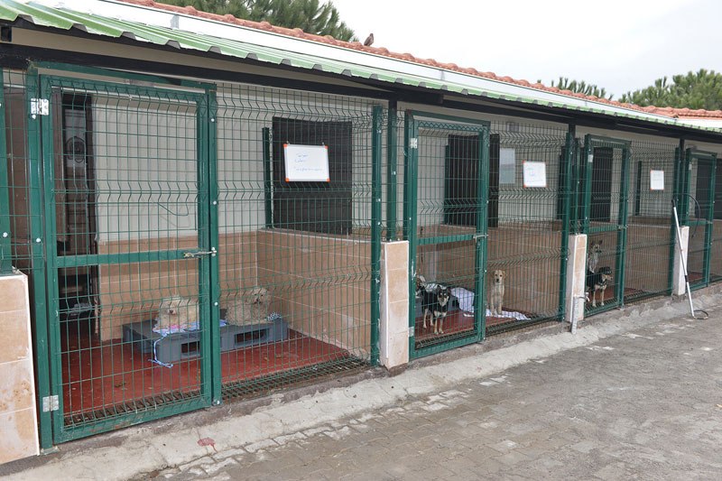 Sokak hayvanları sahipsiz değil Sokak hayvanları sahipsiz değil