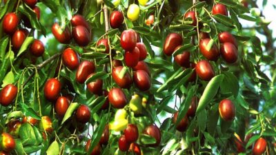 İlaç kadar faydalı… Kalp damar hastalıklarına…