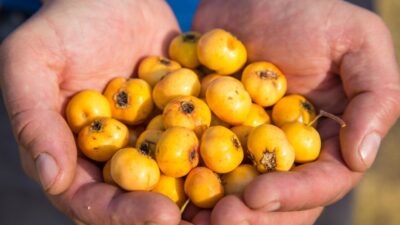 Deli gibi yağ yaktırıyor!