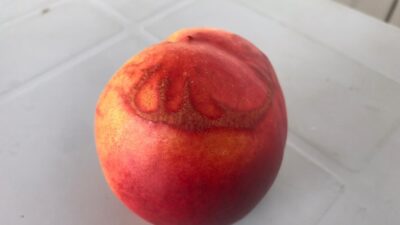 Bursa’da’Allah’ yazılı şeftali görenleri şaşırttı