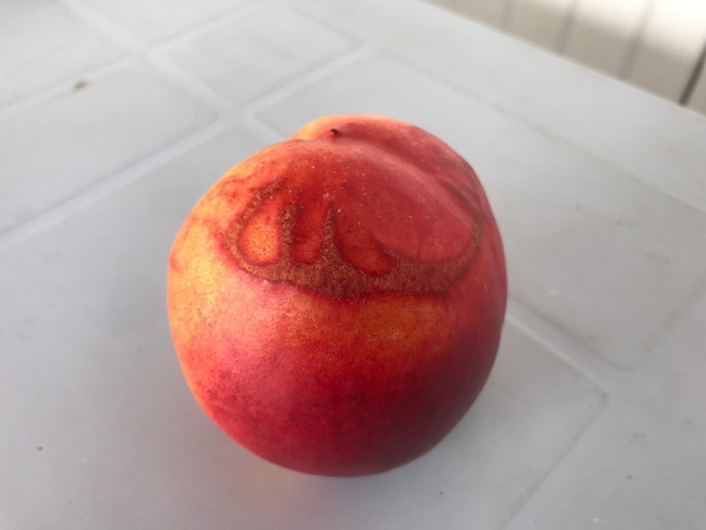 Bursa’da’Allah’ yazılı şeftali görenleri şaşırttı Bursa’da’Allah’ yazılı şeftali görenleri şaşırttı