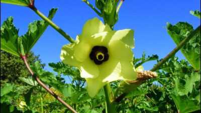 Bu besin halsizliği anında alıyor!…