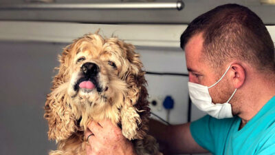 Bursa’da kapı kapı gezerek hayvanları tıraş ediyor