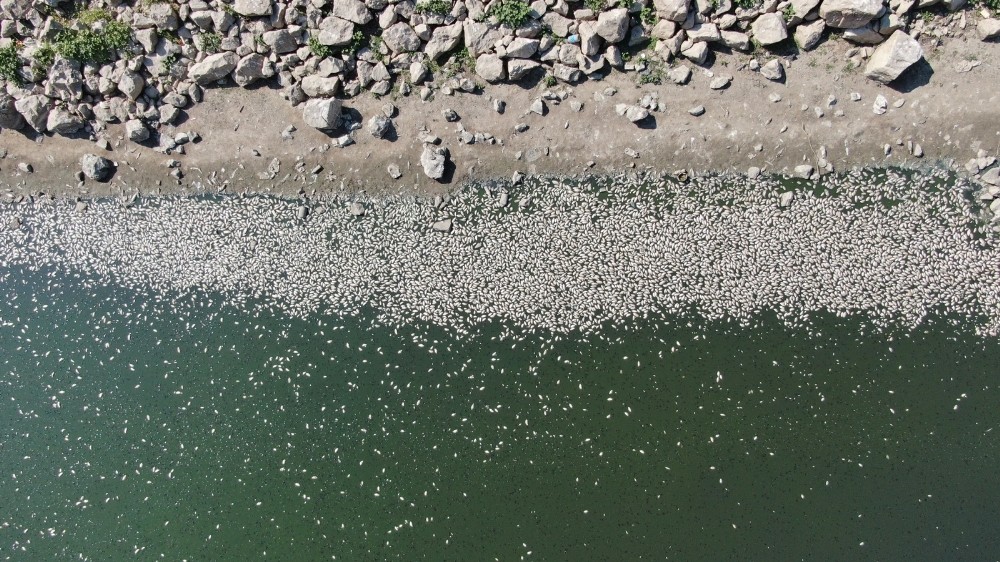 Bursa’da tedirgin eden olay! Binlercesi telef oldu Bursa’da tedirgin eden olay! Binlercesi telef oldu
