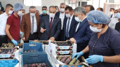 Bursa’dan dünya pazarlarına siyah incir