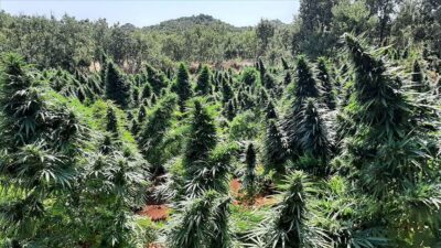 Dev operasyonda ele geçirildi! Orman gibi…