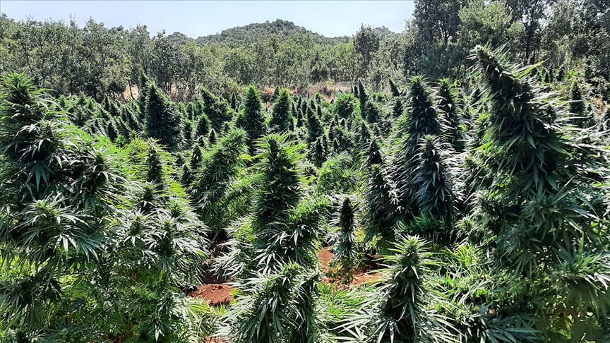 Dev operasyonda ele geçirildi! Orman gibi…