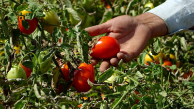 Bursalı çiftçi kan ağlıyor! Tarlada 35 kuruş…