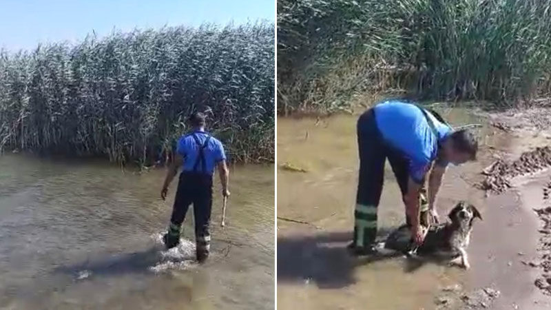 İznik Gölü’nde köpek kurtarma operasyonu Bursa’nın İznik ilçesinde göldeki sazlıklarda mahsur kalan sokak köpeği itfaiye