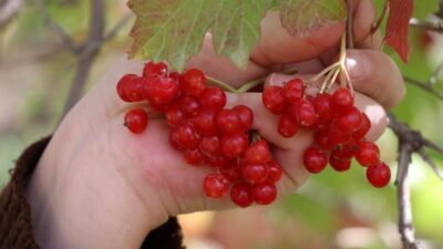 “Gençlik iksiri”! Böbrek taşı düşürme…