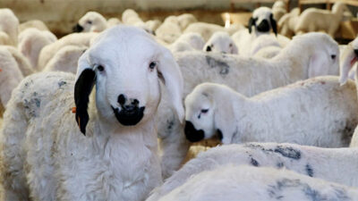 Küçükbaş sayısı 50 milyonu aştı